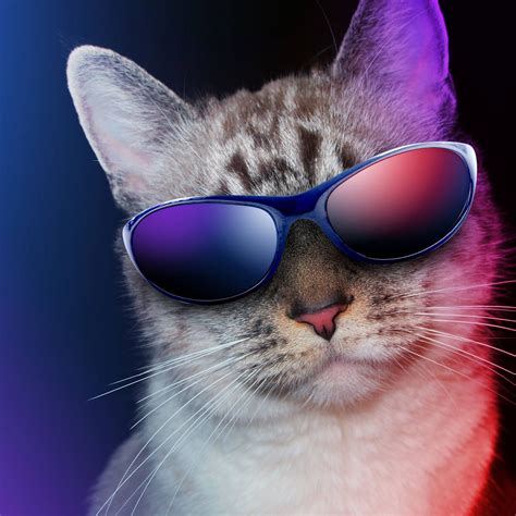 coolcat org.